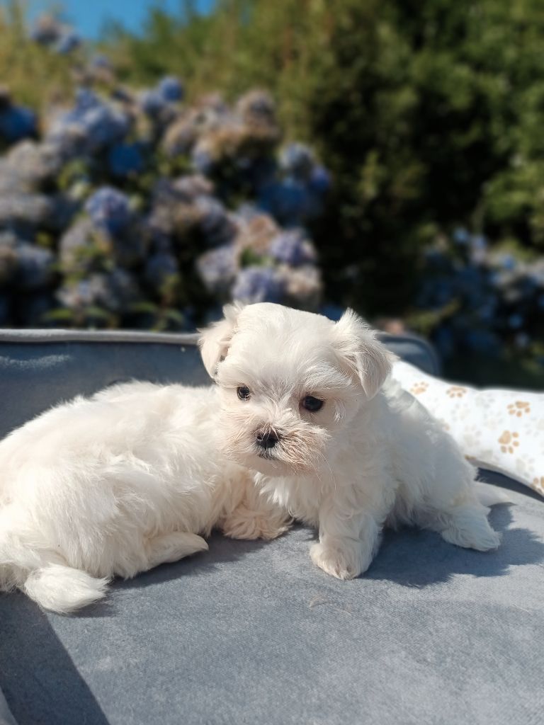  Bébés Bichon Maltais disponibles 